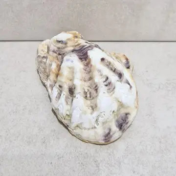 🌻 Sunflower Art Oyster Shell Trinket Dish